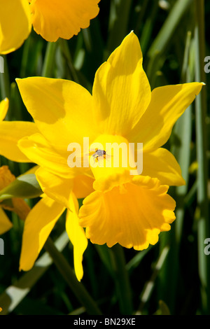 Fliegen Sie mit Blume Stockfoto