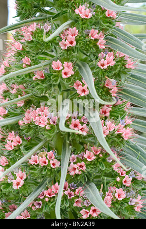 Der Tower of Jewels Pflanze, Echium Wildpretii ist eine Krautartige zweijährige Pflanze, die auf den Kanarischen Inseln endemisch ist. Stockfoto