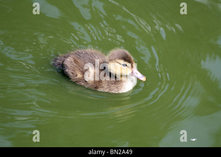 Entlein Baden im Teich Stockfoto