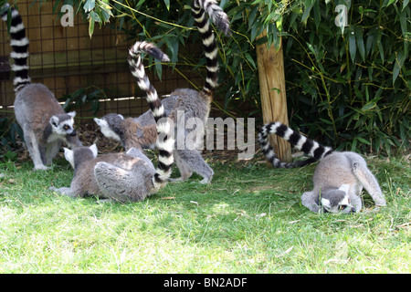 Vier Ring tailed Lemuren ausruhen im Schatten Stockfoto