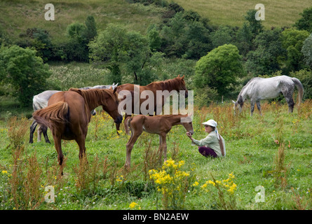 Pferdeflüsterer, County Sligo, Irland. Stockfoto