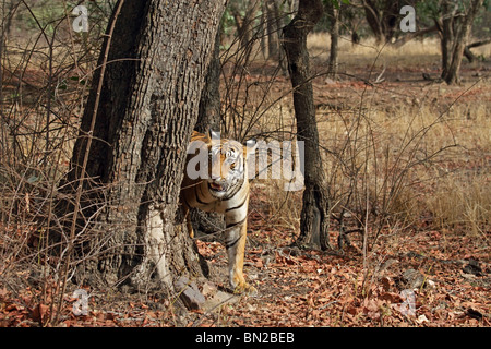 Tiger, versteckt sich hinter einem Baum in Ranthambhore National Park, Indien Stockfoto