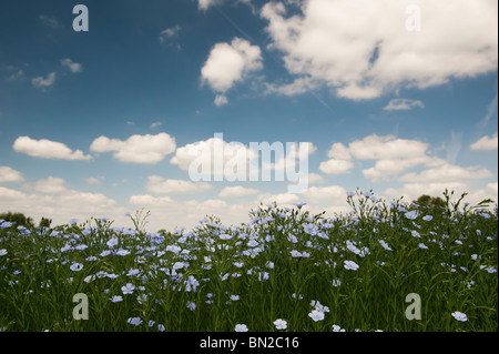 Linum Usitatissimum. Leinsamen-Ernte in einem Feld in der englischen Landschaft Blüte Stockfoto