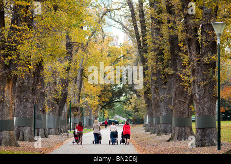 Allee der Bäume, Fitzroy Gardens, Melbourne, Australien Stockfoto