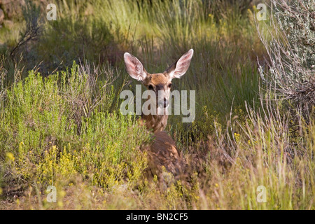 Ein Maultier-Rotwild Reh, Weiblich, liegend in einem Feld Stockfoto
