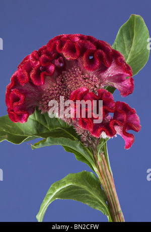 Red Celosia Cockscomb auf blauem Hintergrund Stockfoto