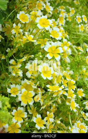 Pochiertes Ei Pflanze Limnanthes douglasii Stockfoto