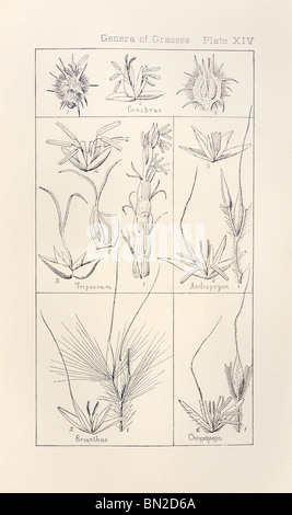 Botanischen Drucken aus Handbuch der Botanik der nördlichen USA, Asa Gray, 1889. Platte XIV, Gattungen der Gräser. Stockfoto