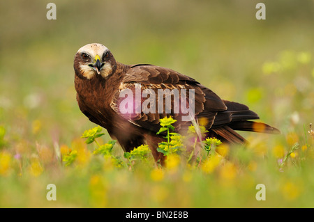 Western Rohrweihe zwischen der Vegetation des Feldes im Frühjahr. Stockfoto