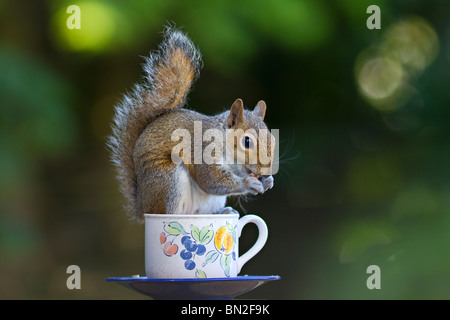 Sussex, UK. Einzelne graue Eichhörnchen (Sciurus carolinensis) essen Muttern und dabei zwischen am Rand eines alten Teetasse, die als Bird Feeder recycelt wurde. Stockfoto