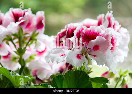 Rosa und weissen Blüten der Königlichen Geranien blühen Stockfoto