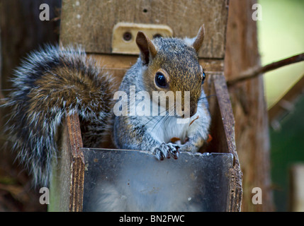 West Sussex, UK. Ein graues Eichhörnchen (Sciurus carolinensis) hat es geschafft, den Deckel eines squirrel Feeder zu öffnen und kletterte innerhalb seiner Erdnüsse zu erhalten Stockfoto