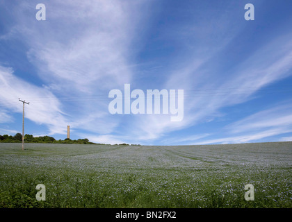 Ein Feld von Leinsamen Stockfoto