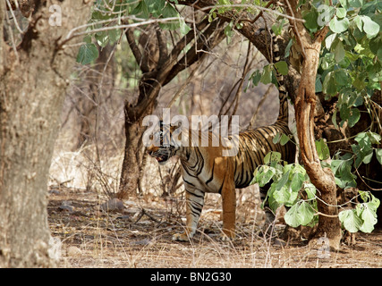 Tiger zu Fuß durch den dichten Lebensraum in Ranthambhore National Park, Indien Stockfoto