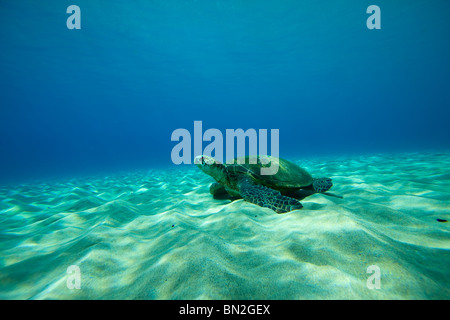 Eine hawaiianische grüne Meeresschildkröte ruht auf dem Sand unter Wasser. Stockfoto