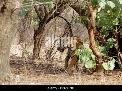 Tiger zu Fuß durch den dichten Lebensraum in Ranthambhore National Park, Indien Stockfoto