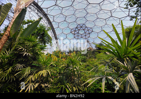 In der tropischen Kuppel im Eden project Stockfoto