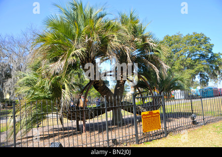 Butia Capitata Pindo Palm Tree Panama City, Florida das einzige bekannte solche Baum der Welt mit 4 Stämmen Stockfoto