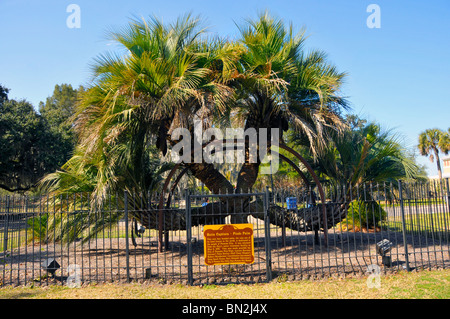 Butia Capitata Pindo Palm Tree Panama City, Florida das einzige bekannte solche Baum der Welt mit 4 Stämmen Stockfoto