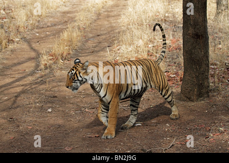 Tiger zu Fuß im Freien in Ranthambhore National Park, Indien Stockfoto