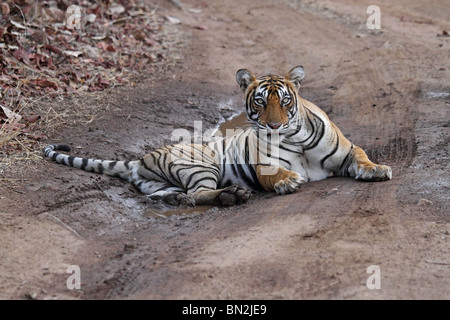 Tiger sitzen in einem kleinen Wasserbecken in der Mitte der Forststraße in Ranthambhore National Park, Indien Stockfoto