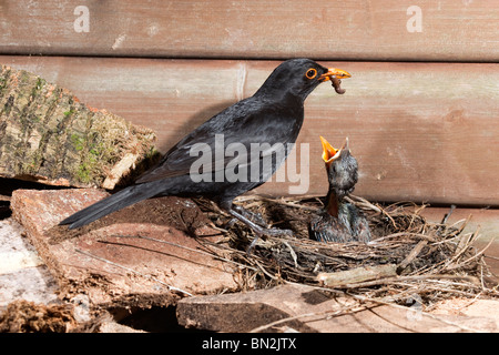 Amsel; Turdus Merula; Küken im Nest mit männlichen füttern Stockfoto