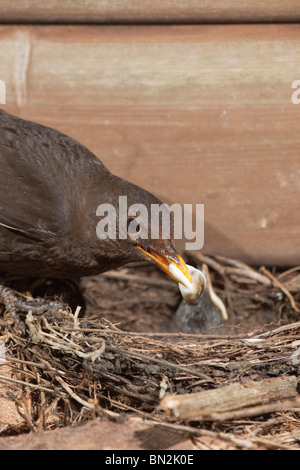 Amsel; Turdus Merula; nisten Sie weibliche entfernen fäkale sac Stockfoto