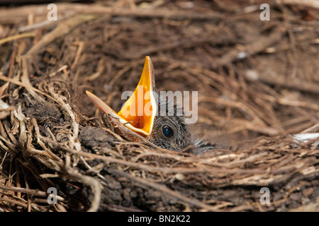 Amsel; Turdus Merula; Küken im nest Stockfoto