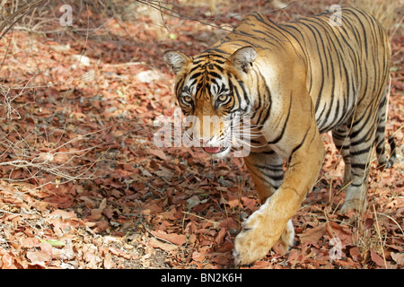 Tiger geht in goldenes Licht in Ranthambhore National Park, Indien Stockfoto