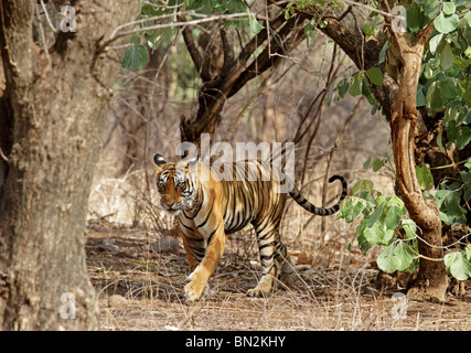 Tiger zu Fuß durch den dichten Lebensraum in Ranthambhore National Park, Indien Stockfoto