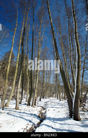 Gemeinsamen Erlen (Alnus Glutinosa), stehen am Rand der Stream im Wnter, Europa Stockfoto