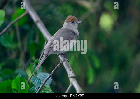 Mönchsgrasmücke (Sylvia Atricapilla), thront weiblich auf Ast, Niedersachsen-Deutschland Stockfoto