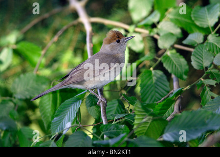 Mönchsgrasmücke (Sylvia Atricapilla), Weiblich, thront auf Zweig Stockfoto