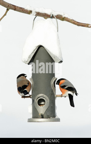 Gimpel, Pyrrhula Pyrrhula, männlich und weiblich bei Futterstation im Garten, Winter, Deutschland Stockfoto