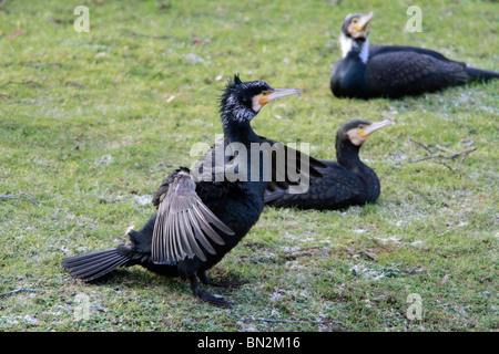 Comorant, Phalacrocorax Carbo, drei Vögel ruhen am Flussufer, one stretching und trocknen seine Flügel, Fluss Fulda, Deutschland Stockfoto