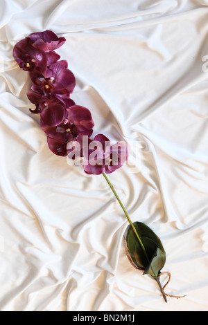 Lila Orchidee Seide Blume auf weißem Hintergrund Stockfoto