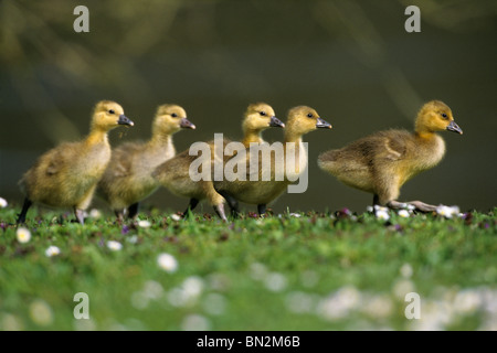 Graugans (Anser Anser), fünf Gänsel zu Fuß entlang der Flussufer, Hessen, Deutschland Stockfoto