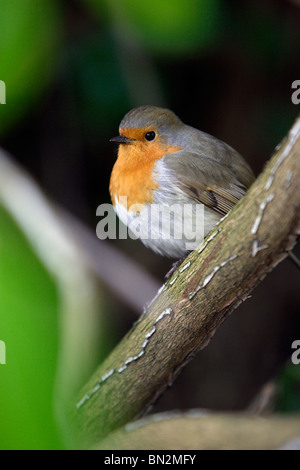 Robin (Erithacus Rubecula), thront auf Zweig im Garten Stockfoto