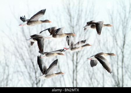 Graugänse Anser Anser, Herde im Flug, winter Stockfoto