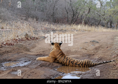 Tiger sitzen in einem kleinen Wasserbecken wegschauen mitten in der Waldstraße in Ranthambhore National Park, Indien Stockfoto