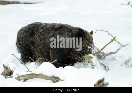 Europäische Wildschwein, männliches Tier (Sus Scrofa) oder Wildschwein, Nahrungssuche im Tiefschnee, Deutschland Stockfoto