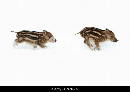 Europäische Wildschwein oder Wildschwein (Sus Scrofa) zwei Ferkel durch Schnee, Deutschland Stockfoto