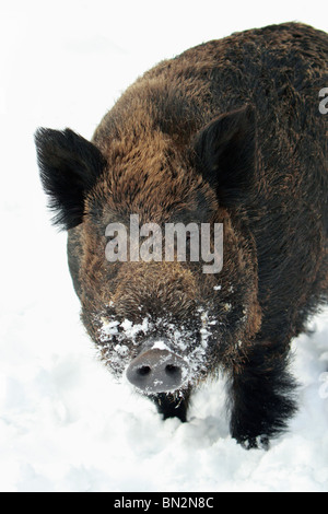 Europäische Wildschwein, männliches Tier (Sus Scrofa) oder Wildschwein, Porträt, im Winter, Deutschland Stockfoto