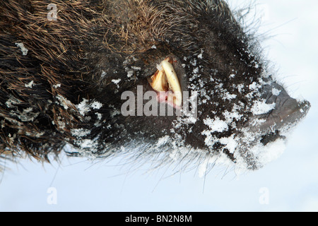 Europäische Wildschwein (Sus Scrofa) männliches Tier oder Wildschwein, detaillierte Studie zeigt Schnauze und Stoßzähne, im Winter, Deutschland Stockfoto