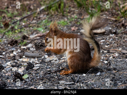 Eichhörnchen auf Brownsea Island, Hafen von Poole, Dorset, Großbritannien Stockfoto