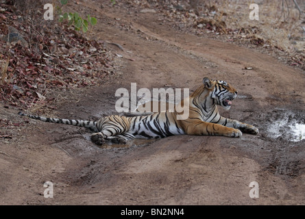 Tiger sitzen in einem kleinen Wasserbecken in der Mitte der Forststraße in Ranthambhore National Park, Indien Stockfoto