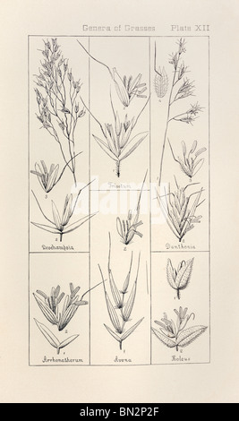 Botanischen Drucken aus Handbuch der Botanik der nördlichen USA, Asa Gray, 1889. Platte XII, Gattungen der Gräser. Stockfoto