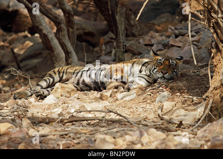 Tiger ruht unter einem Baum Schatten und suchen in Ranthambhore National Park, Indien Stockfoto