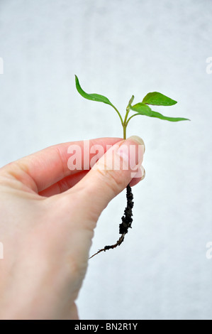 Hand halten Sämling Stockfoto