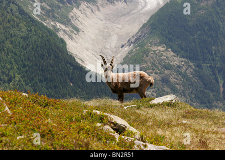 Alpensteinbock (Capra Ibex) im Mont-Blanc-Massiv, in der Nähe von Chamonix-Mont-Blanc, Frankreich, Europa Stockfoto